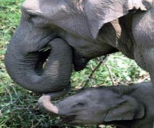 Puzzle Ελέφαντας φαγητό